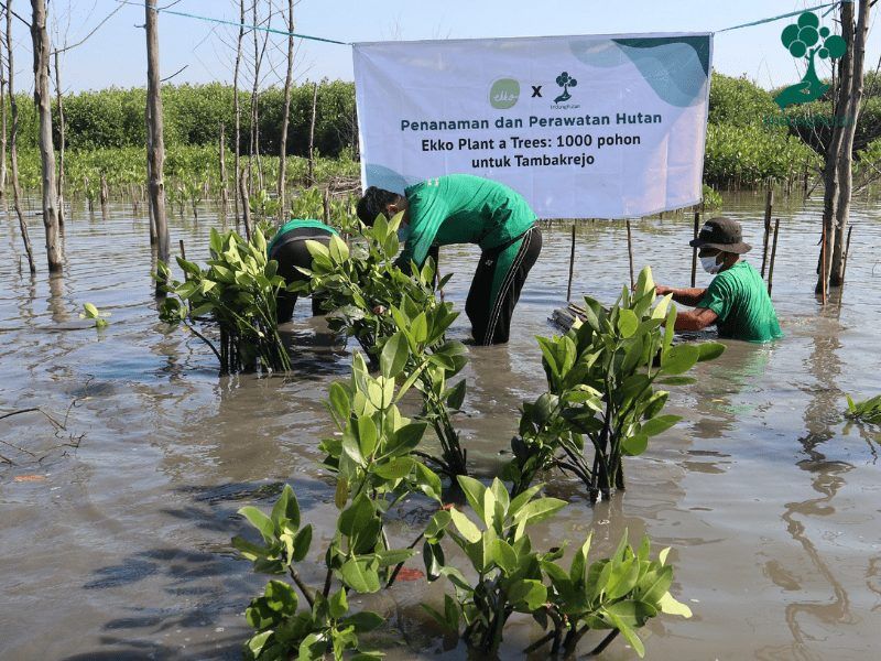 Ekko Store Tanam 1.000 Mangrove Bersama LindungiHutan 82 Dokumentasi kegiatan penanaman hasil kerjasama antara LindungiHutan dan Ekko Store di Semarang.
