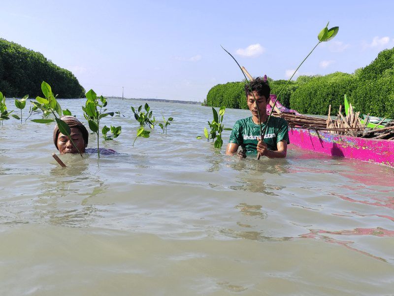 Mitra petani LindungiHutan ikut terlibat dalam penanaman pohon Fabelio di kabupaten Demak