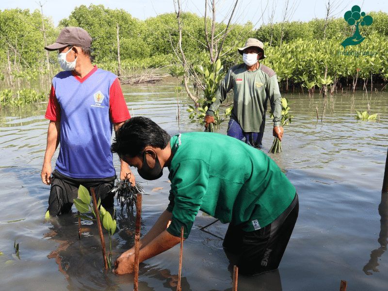 Ekko Store Tanam 1.000 Mangrove Bersama LindungiHutan 83 Perwakilan LindungiHutan dan mitra petani terlibat dalam acara penghijauan mangrove.