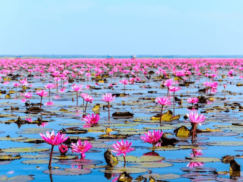 5 Bentuk Adaptasi Morfologi pada Tumbuhan (Update 2022) 83 Teratai (lotus) beradaptasi dengan daun lebar dan tipis untuk mempercepat penguapan.