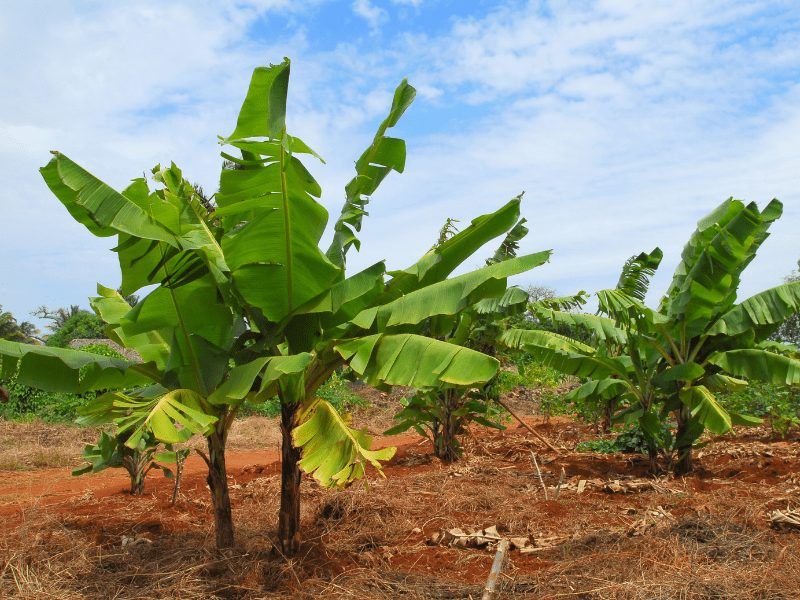5 Bentuk Adaptasi Morfologi pada Tumbuhan (Update 2022) 86 Tanaman pisang di kebun.