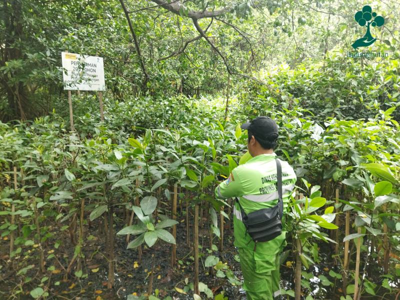 Mitra penghijauan LindungiHutan memeriksa pertumbuhan pohon Maybank Finance.