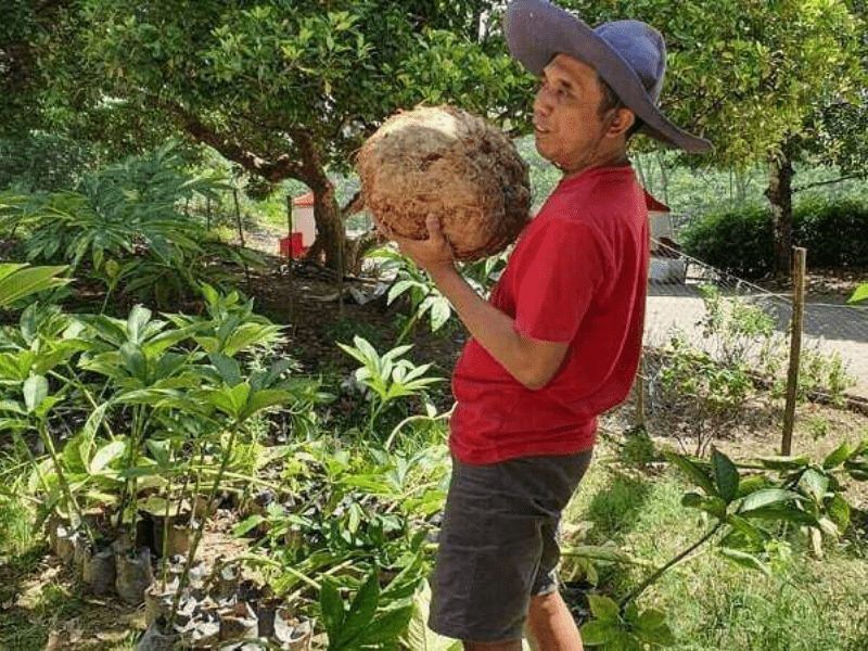 Foto umbi tanaman porang yang memiliki beragam manfaat.