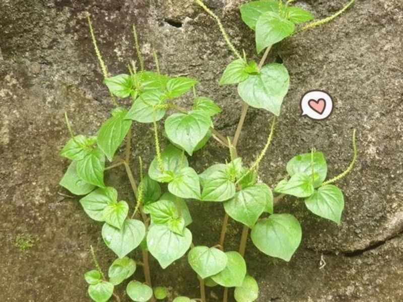 Suruhan dapat dimanfaatkan untuk pengobatan tradisional.