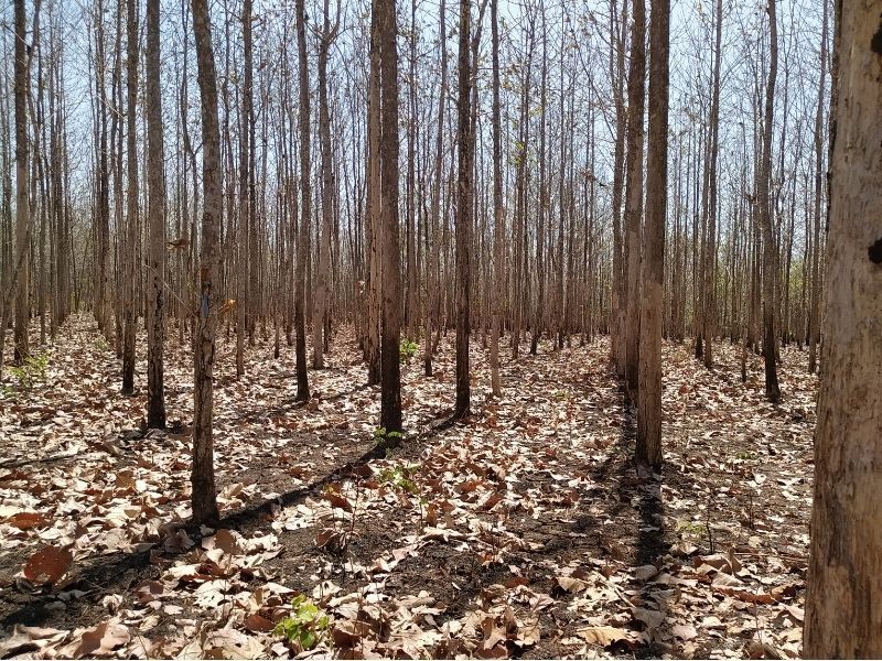 Gambar hutan jati saat musim kemarau.