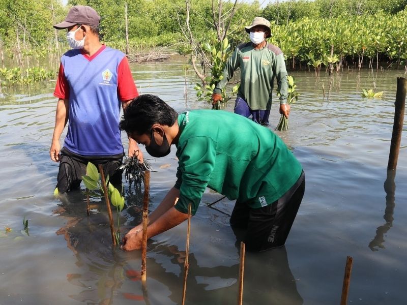 Penanaman pohon bakau untuk konservasi pesisir Jawa Tengah oleh tim LindungiHutan.