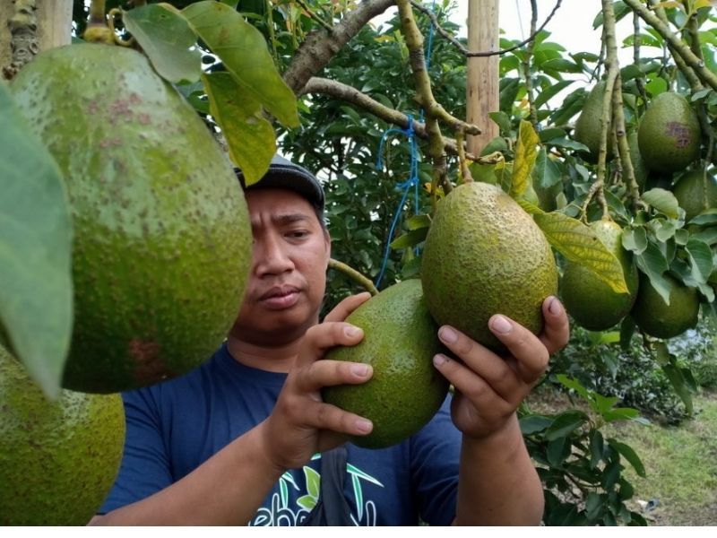 Pohon Alpukat: Klasifikasi, Ciri, Jenis dan Manfaat Alpukat 83 Petani memanen buah alpukat yang telah matang.