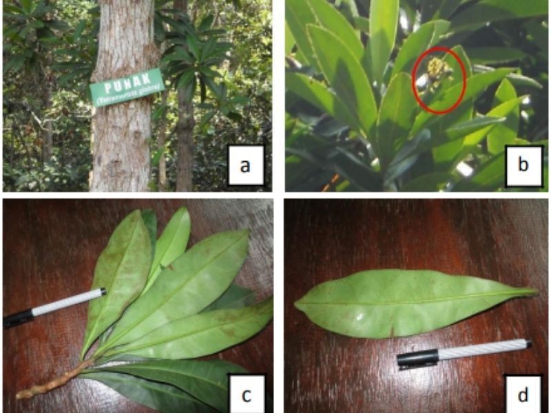 Foto bagian-bagian pohon Punak yang dapat bertahan hidup di lahan gambut.