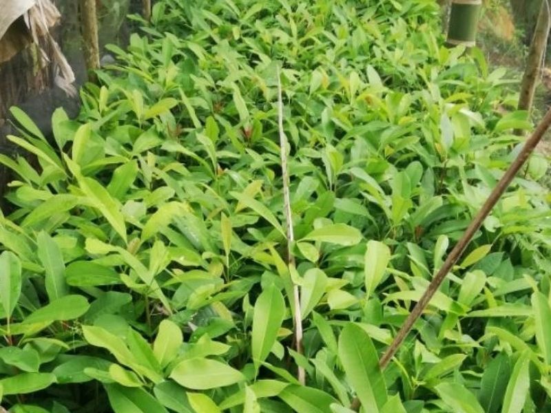Gambar bibit pohon Jelutung Rawa.