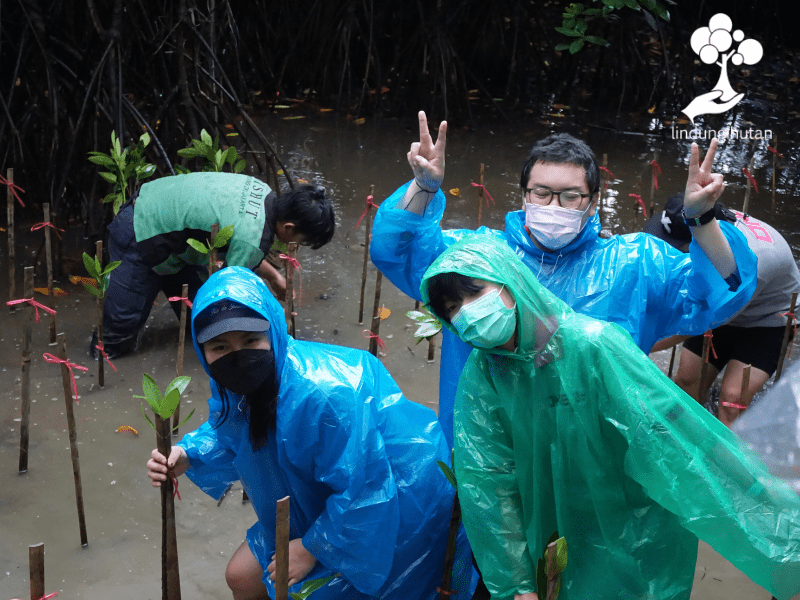 Dokumentasi penanaman pohon mangrove di Ekowisata Hutan Mangrove PIK Jakarta.