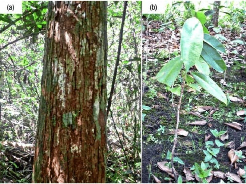 Pohon Ramin termasuk salah satu jenis flora yang dapat tumbuh di lahan gambut.