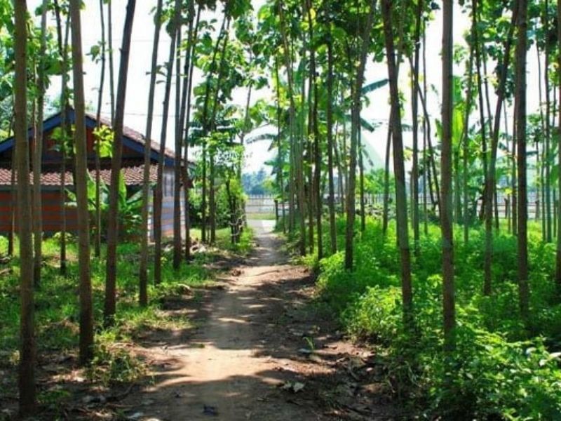 Foto keadaan pinggiran hutan lindung Alas Kethu.