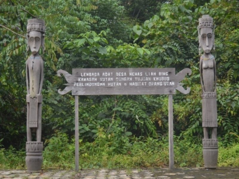Hutan lindung wehea di kalimantan.