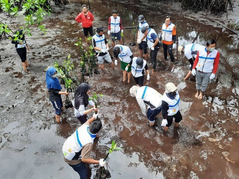 Karyawan BFI Finance yang hadir dalam program penanaman pohon ikut membantu menanam bibit mangrove di Bontang.