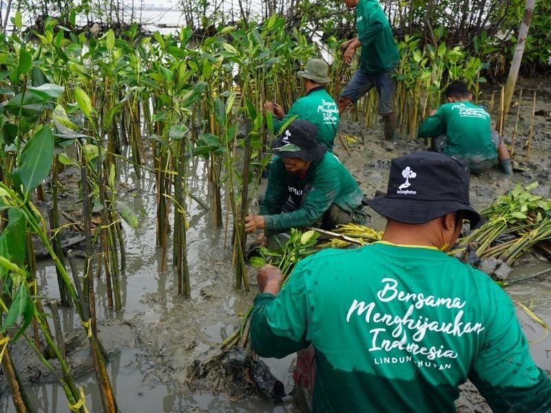 Anggota kelompok CAMAR menanam mangrove di pesisir utara Semarang.