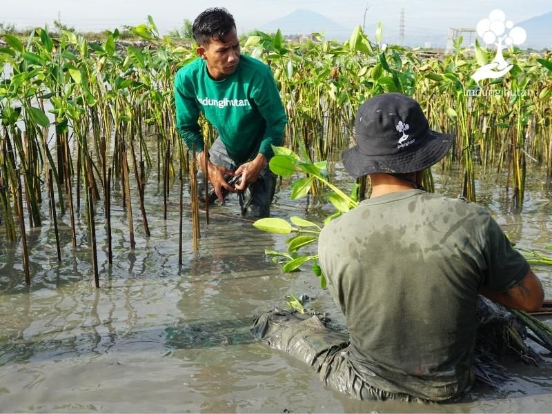 Petani LindungiHutan sedang menanam pohon bakau di Semarang.