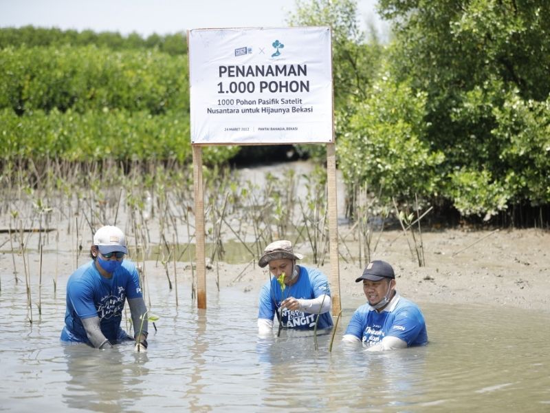 Karyawan PSN yang ikut serta dalam program CSR menanam bibit pohon bakau di Bekasi.