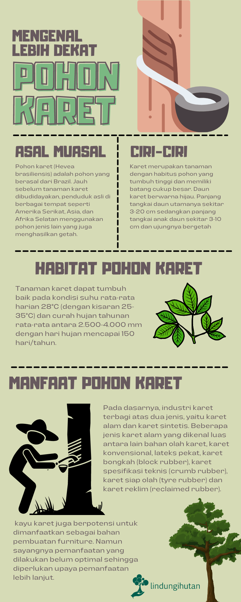 Infografis pohon karet (rubber tree).