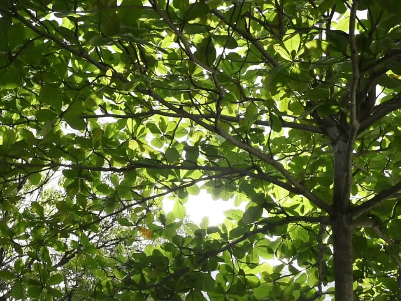 Pohon ketapang Pohon peneduh rumah yang juga bisa kamu tanam adalah pohon ketapang