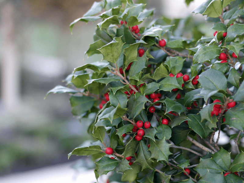 Pohon Holly Tampilannya yang cantik membuat pohon holly cocok digunakan sebagai pohon peneduh rumah.