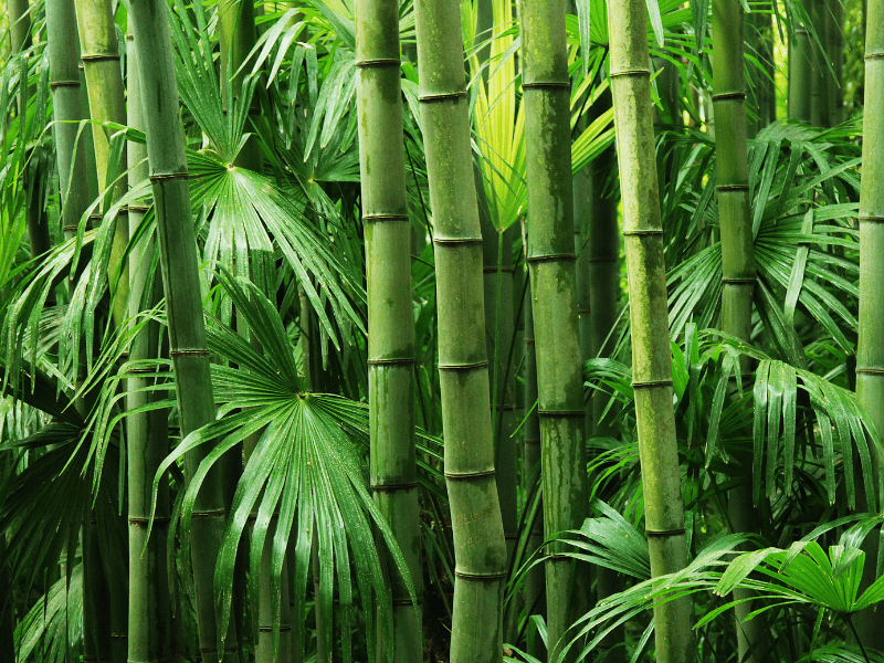 pohon bambu Selain banyak fungsinya dan juga digunakan sebagai tanaman hias, bambu juga bisa dijadikan pohon peneduh rumah.