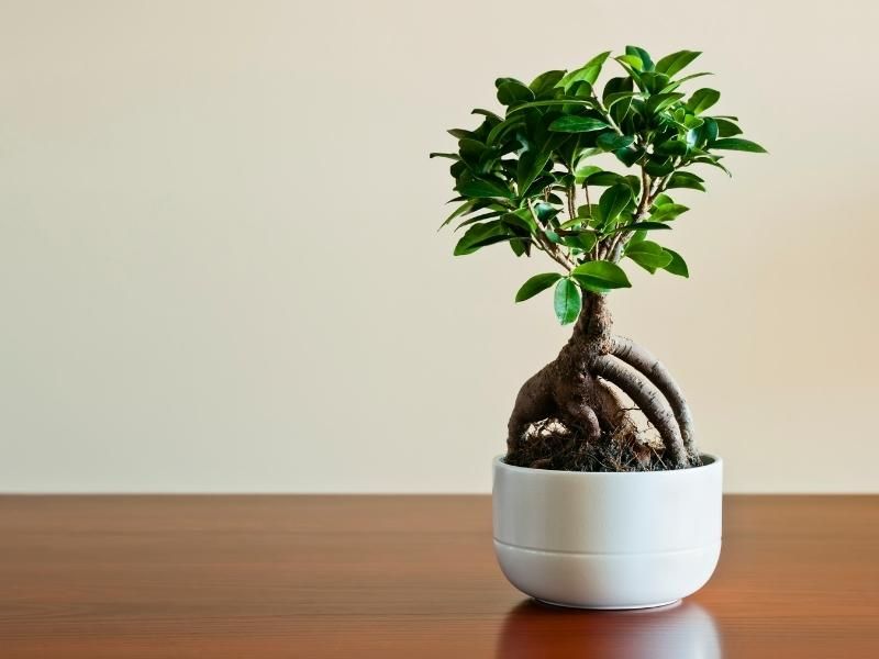 Bonsai pohon beringin.