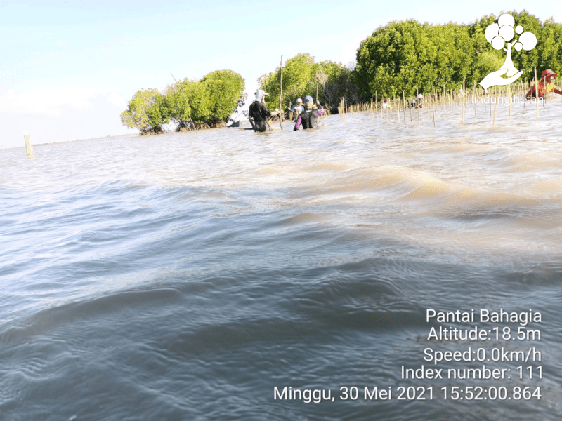 Proses penanaman pohon mangrove kerjasama Hafizah Ghazali dan LindungiHutan di Bekasi.