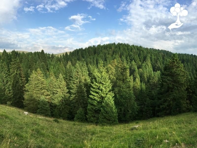 Hutan dataran tinggi yang ditumbuhi ratusan cemara gunung.