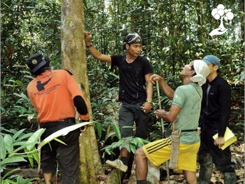 Inventarisasi hutan di kalimantan barat.