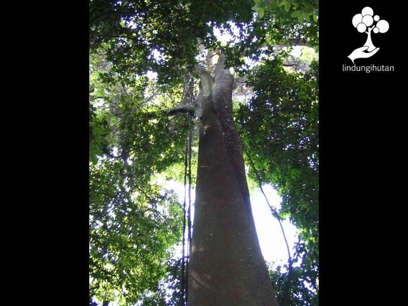 Pohon jelutung darat yang telah berusia tua.
