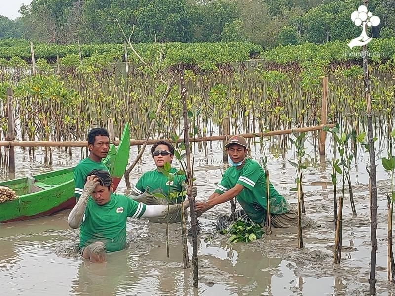 Kegiatan menanam bibit mangrove bersama petani bibit LindungiHutan di Demak.