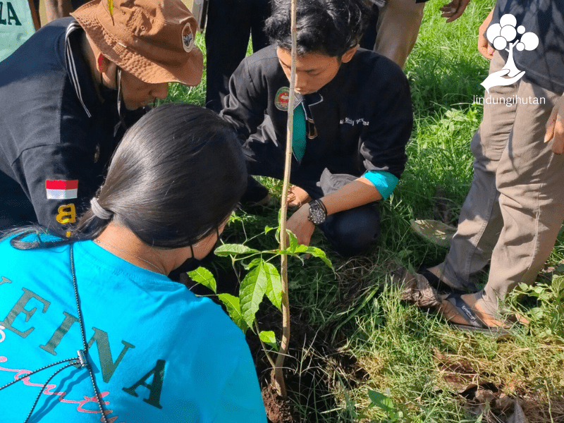 Proses penanaman bibit pohon tabebuya di Bali hasil kerjasama Keina Beauty dan LindungiHutan.