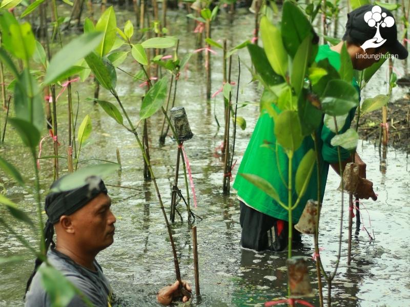 Mitra petani bibit LindungiHutan di jakarta menanam mangrove di hutan mangrove PIK, Jakarta.