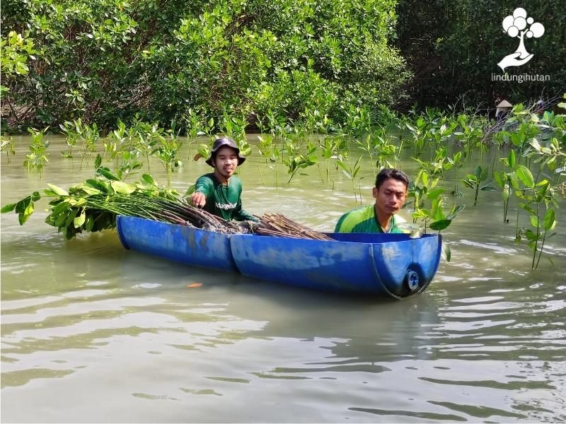 Mitra petani bibit mangrove dan tim LindungiHutan menanam mangrove.