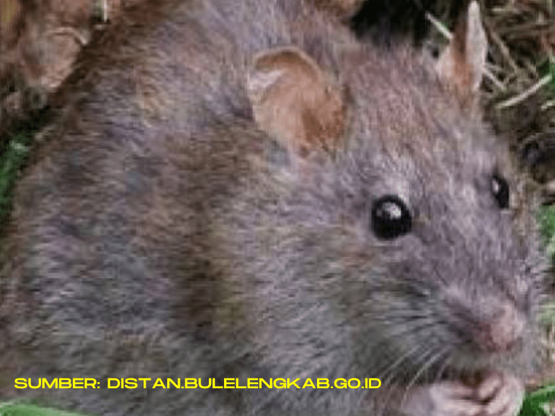 Selain kerap ditemui di got, tikus juga merupakan hama tanaman.