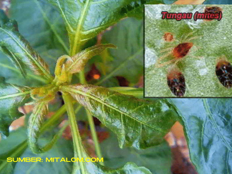 Selanjutnya, ada hama tanaman tungau yang juga menganggu petani atau pekebun.