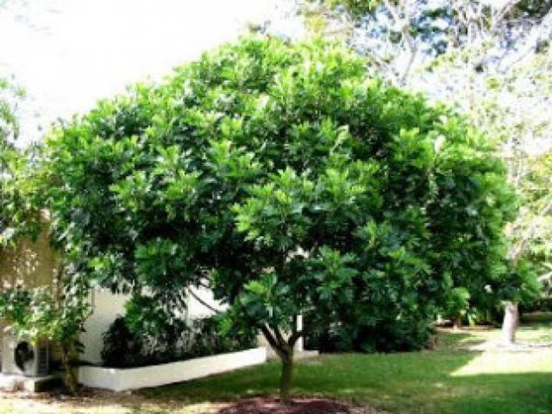 10+ Pohon Peneduh Rumah yang Cocok untuk Halaman 82 Pohon peneduh rumah berikutnya yang cocok ditanam di halaman rumah adalah kerai payung.