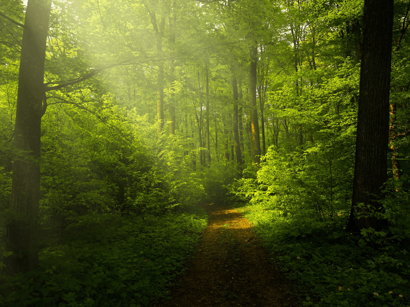 Ada banyak ciri-ciri hutan primer dan sekunder, kiranya apa saja?