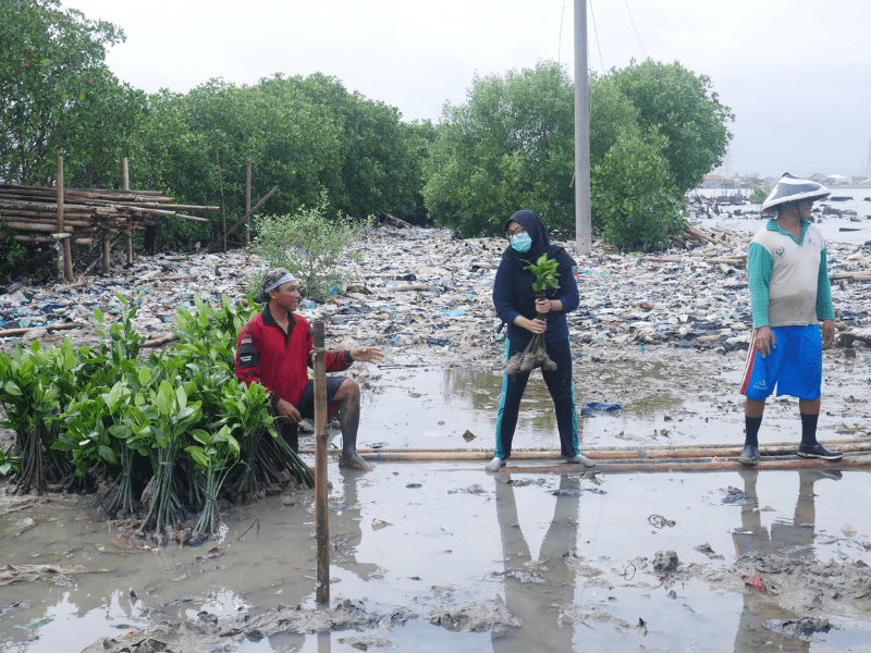 Proses penanaman bibit mangrove di tambakrejo, tanjung mas, semarang utara, kota semarang.