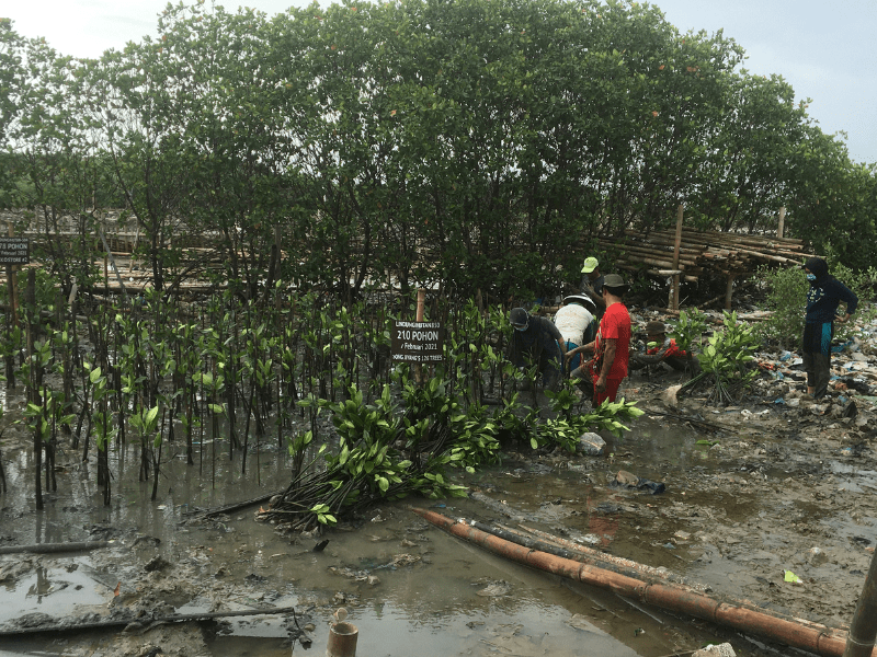 Foto kegiatan penanaman Ekko Store dan LindungiHutan di pesisir tambakrejo.