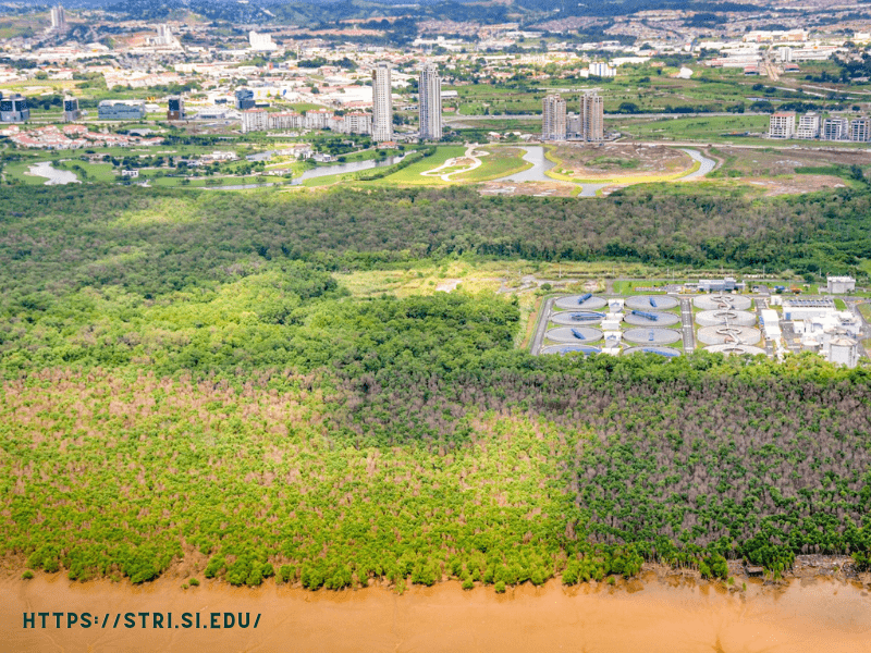 Hutan mangrove terluas di dunia posisi keempat yaitu Gulf of Panama- Panama.
