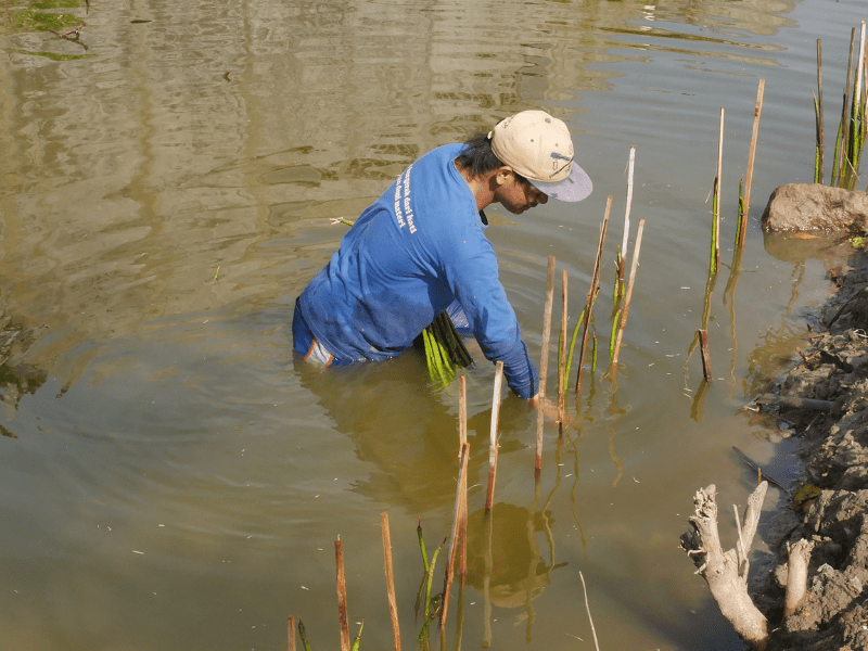 Anggota kelompok TRIPARI menanam pohon mangrove hasil kerjasama dengan Kayboard.