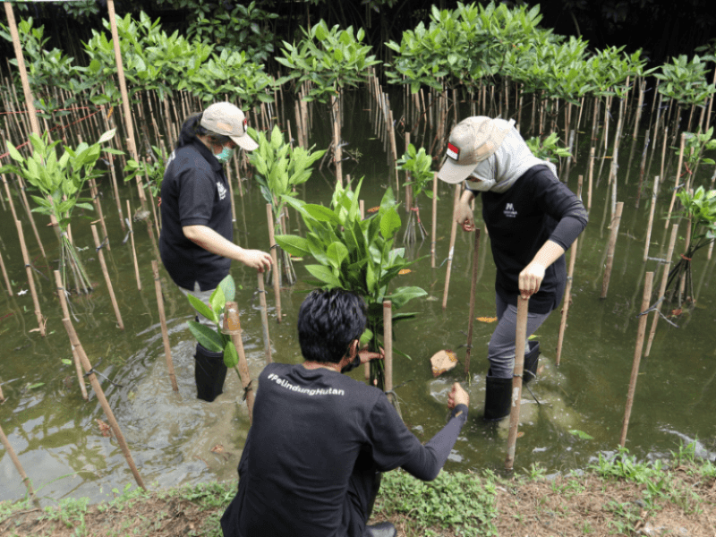 Kegiatan penanaman bibit mangrove di hutan mangrove PIK, Jakarta.