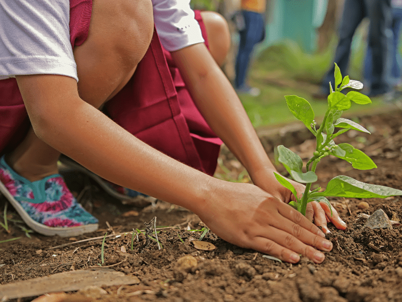 Tentukan dulu jenis tanamannya sebelum mulai berkebun di rumah.