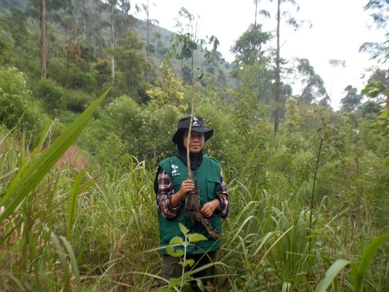 Salah satu mitra petani bibit LindungiHutan memegang bibit pohon MPTS yang akan ditanam.