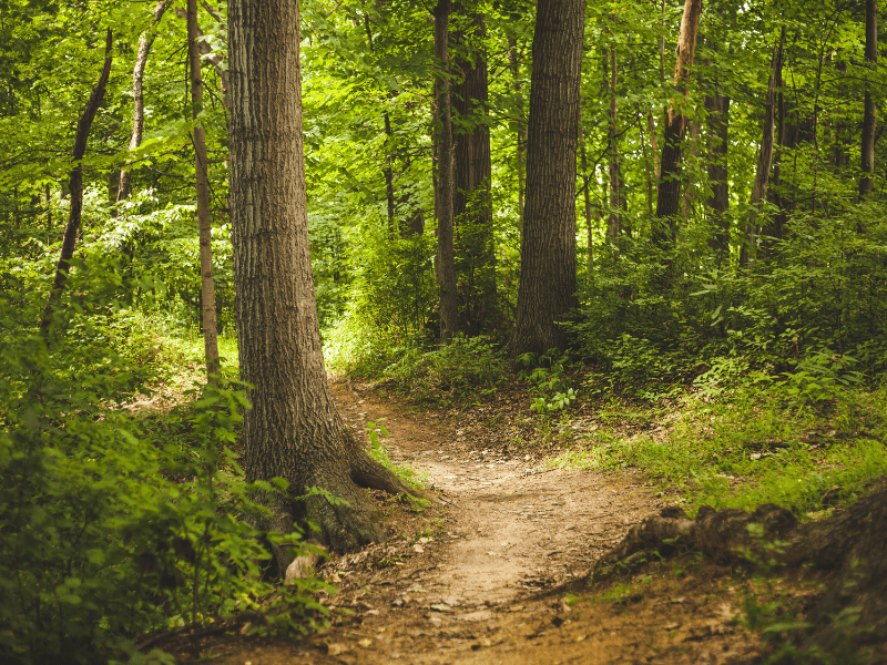 Sudahkah kamu tahu apa itu hutan primer?