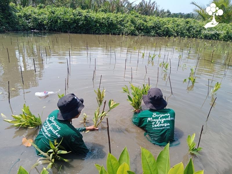 Proses penanaman pohon Choi Siwon di Jawa Tengah.