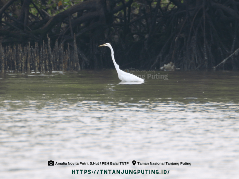 Terakhir, hutan mangrove terluas di dunia ada di Indonesia.