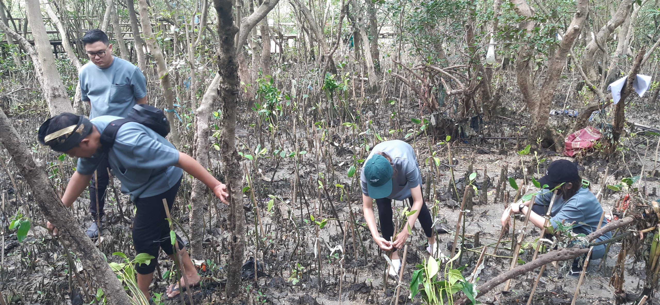 mangrove wonorejo