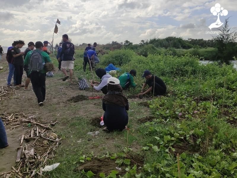 Proses penanaman bibit cemara laut hasil kerjasama Penerbit Haru dan LindungiHutan.